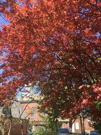 Low angle view of trees against sky during autumn