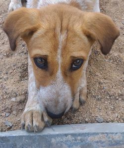 Close-up portrait of a dog