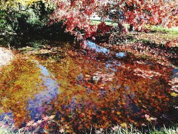 Close-up of trees during autumn