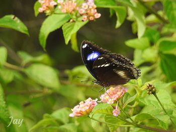 Close-up of butterfly pollinating on flower