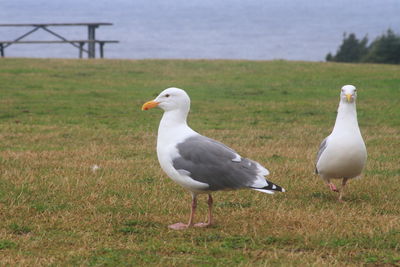 Seagulls perching on field by sea