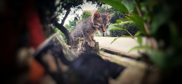 Portrait of cat on tree