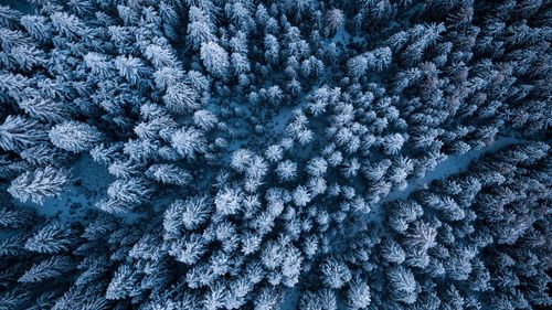 Full frame shot of trees covered in snow during winter