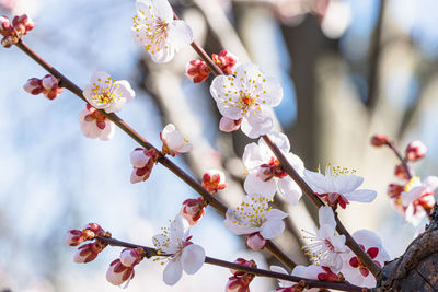 Plum blossoms in early spring in japan