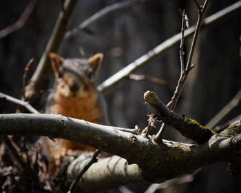 Low angle view of bird perching on branch