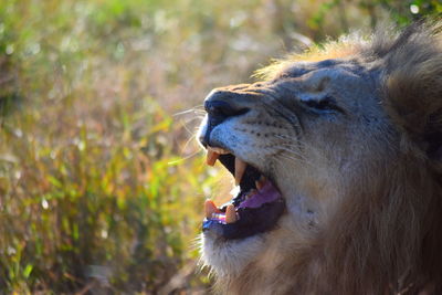 Close-up of lioness