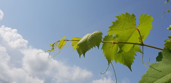 Low angle view of leaves against sky