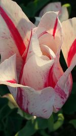 Close-up of pink flower