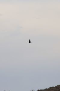 Low angle view of silhouette bird flying in sky