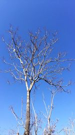 Low angle view of bare trees against blue sky