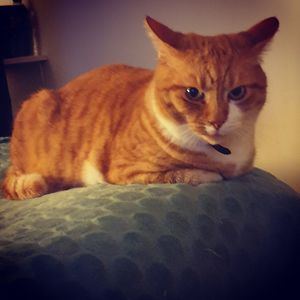 Portrait of cat lying on bed at home