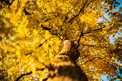 Low angle view of maple leaves on tree