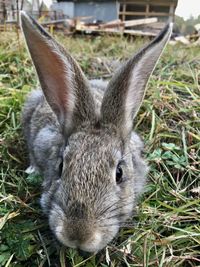 Close-up portrait of a rabbit on field