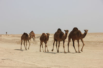 Camels in desert against clear sky