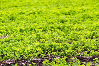 Plants growing on field