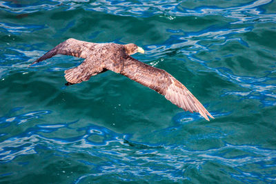 High angle view of a bird swimming in sea