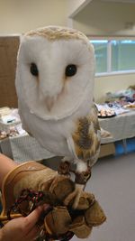 Close-up of hand holding bird