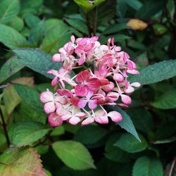 Close-up of pink flowers