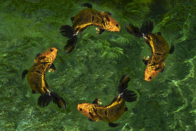 High angle view of turtle in sea