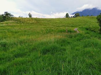 Scenic view of agricultural field against sky