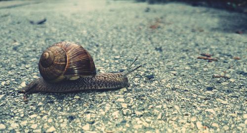 Close-up of snail