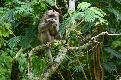 Monkey on tree