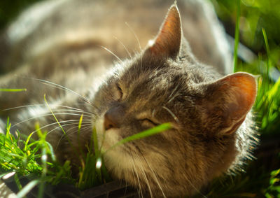 Close-up of a cat