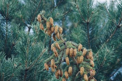 Close-up of pine cones on tree