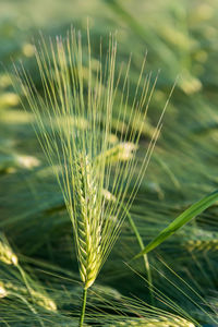 Close-up of wheat growing on field