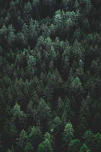 Pine trees in forest