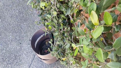 High angle view of potted plant