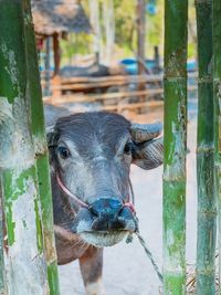 Close-up portrait of a horse