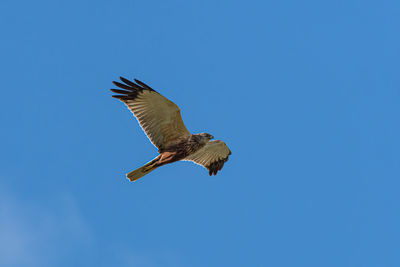 Low angle view of eagle flying against clear blue sky