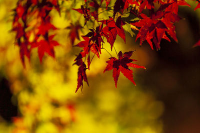 Close-up of maple leaves on tree