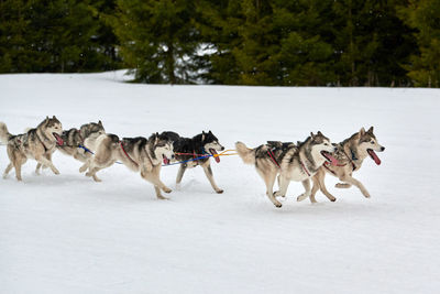 Running husky dog on sled dog racing. winter dog sled competition. siberian husky dog in harness