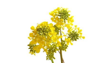 Close-up of yellow flowering plant against white background