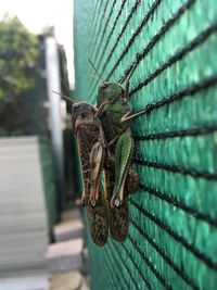 Close-up of grasshoppers on wall