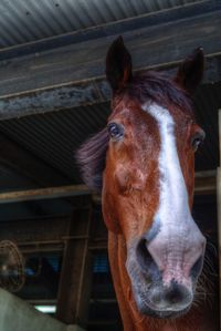 Close-up portrait of horse in stable