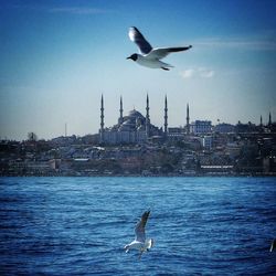 Seagull flying over city