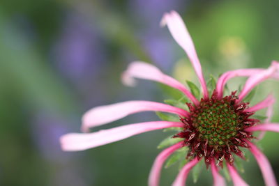 Close-up of pink flower