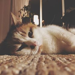 Close-up of cat resting at home