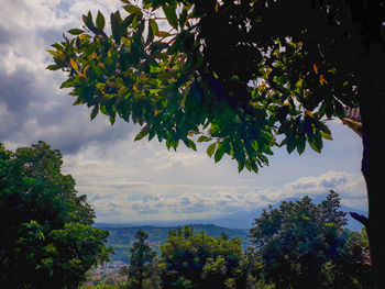 Low angle view of trees against sky