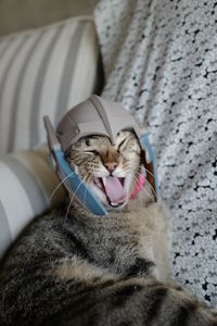 Close-up of cat resting