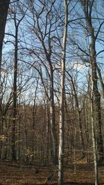 Low angle view of bare trees against sky