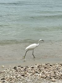 View of a bird on beach