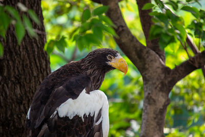 Close-up of bird perching on tree