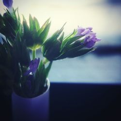 Close-up of purple flowers