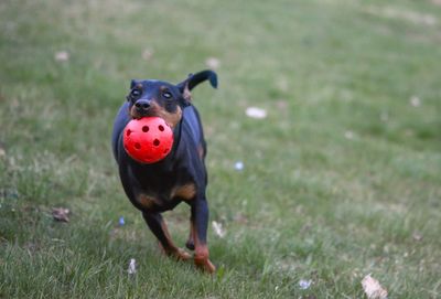 Portrait of dog running on grass