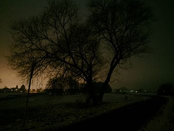 Bare trees on field at sunset