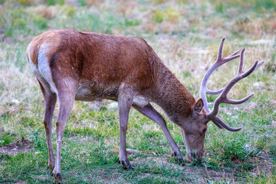 Deer in a field